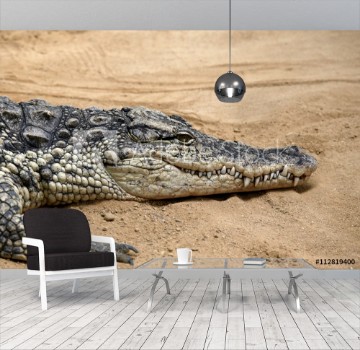 Picture of El cocodrilo del Nilo Crocodylus niloticus es una especie de saurpsido crocodilio de la familia Crocodylidae 